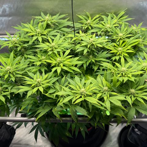 T-AK47 growlog photo: D78