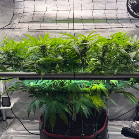 T-AK47 growlog photo: D78