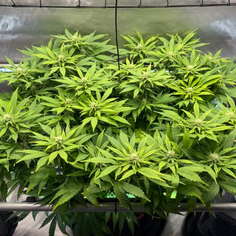 T-AK47 growlog photo: D79