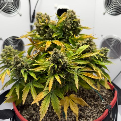 A-AAK47 growlog photo: D78