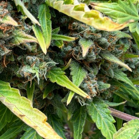 A-AAK47 growlog photo: D78