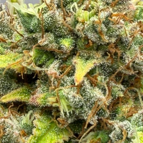 A-AAK47 growlog photo: D78