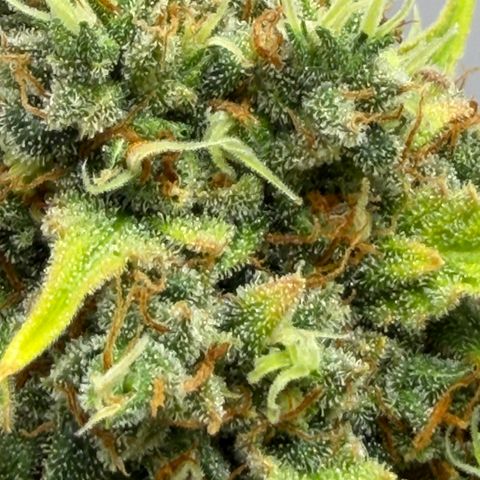 A-AAK47 growlog photo: D78