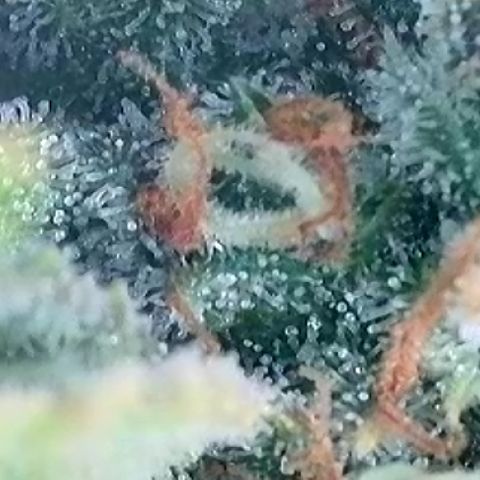 A-AAK47 growlog photo: D78