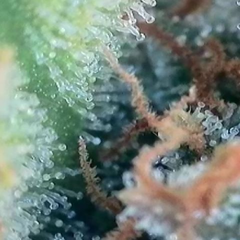 A-AAK47 growlog photo: D78