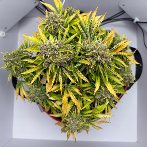 A-AAK47 growlog photo: D78