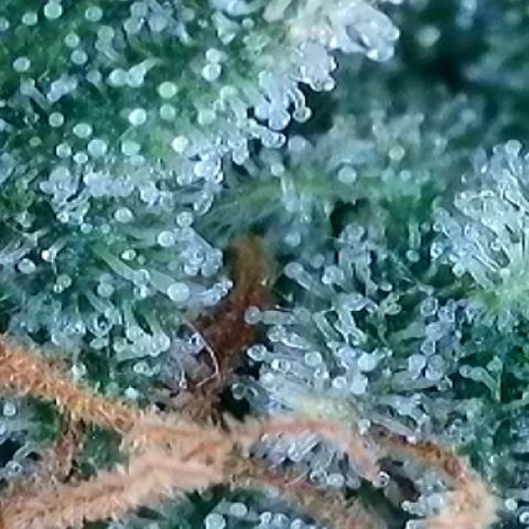A-AAK47 growlog photo: D78
