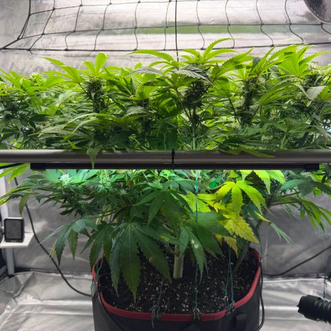 T-AK47 growlog photo: D80