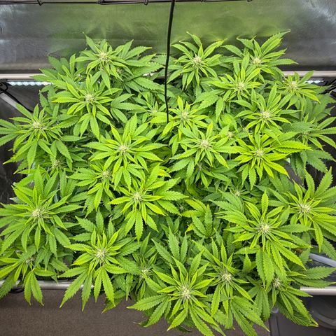 T-AK47 growlog photo: D80