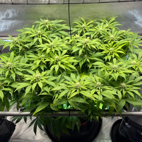 T-AK47 growlog photo: D80