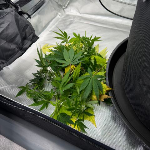 T-AK47 growlog photo: D81