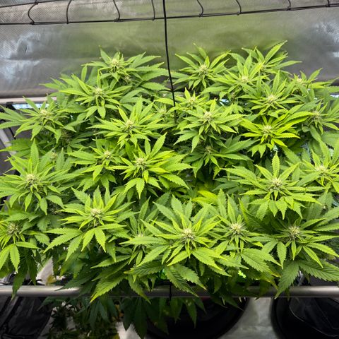 T-AK47 growlog photo: D81