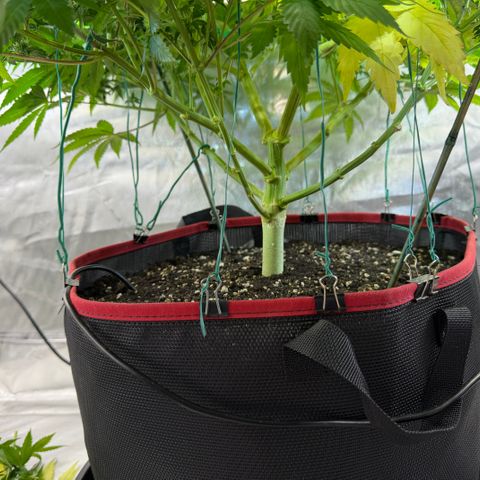 T-AK47 growlog photo: D81