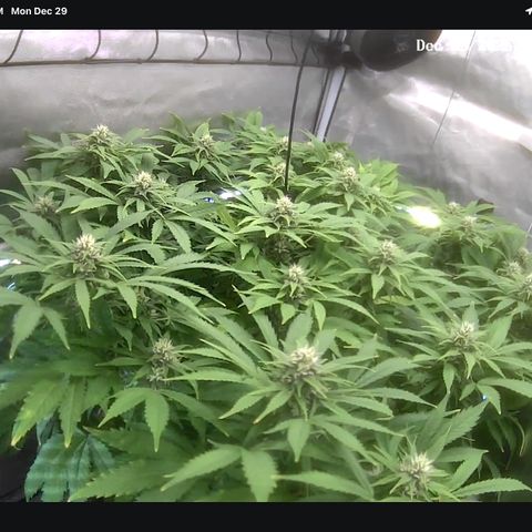 T-AK47 growlog photo: D83