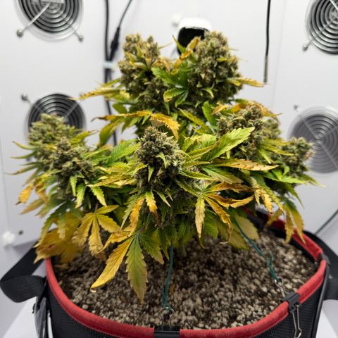A-AAK47 growlog photo: D84