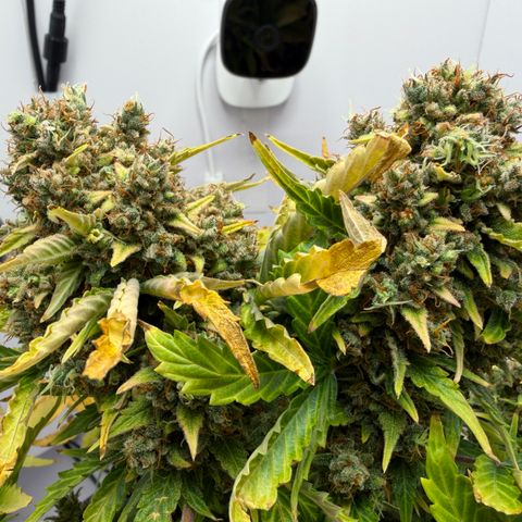 A-AAK47 growlog photo: D84
