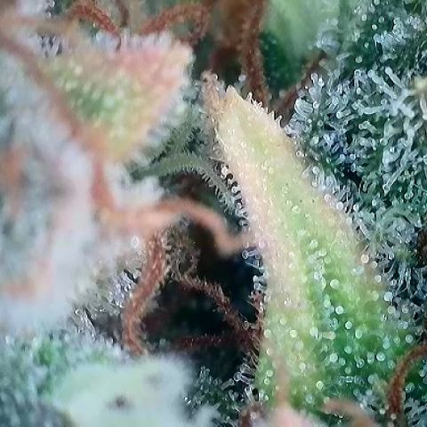A-AAK47 growlog photo: D84