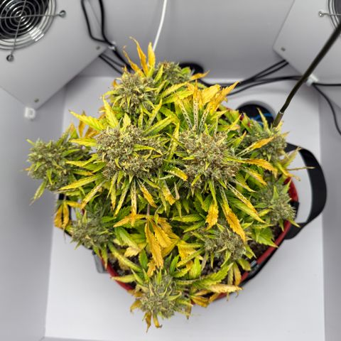 A-AAK47 growlog photo: D84