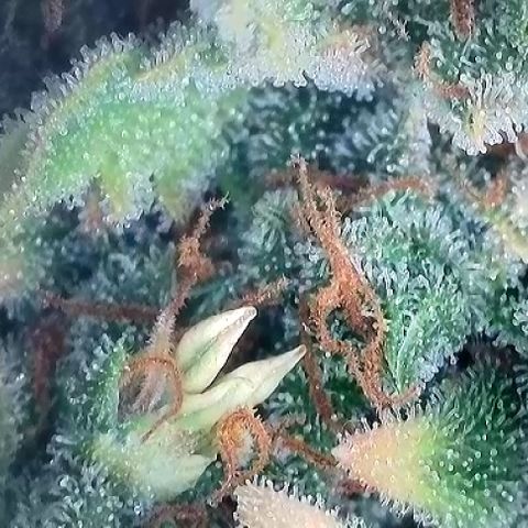 A-AAK47 growlog photo: D84