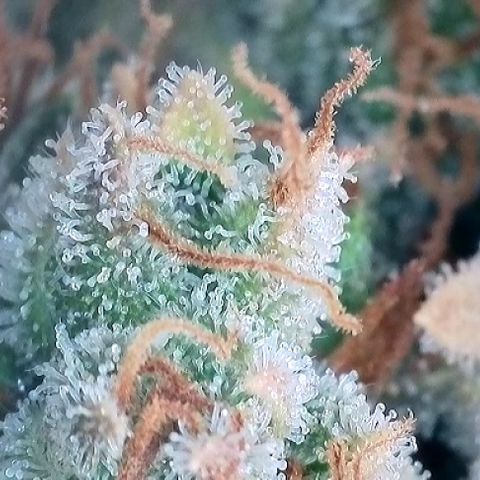 A-AAK47 growlog photo: D84