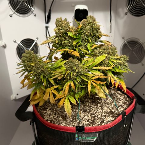 A-AAK47 growlog photo: D85