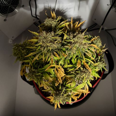 A-AAK47 growlog photo: D85