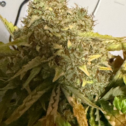 A-AAK47 growlog photo: D85