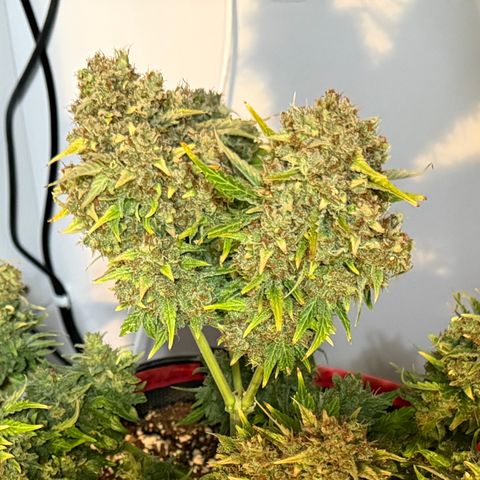 A-AAK47 growlog photo: D85