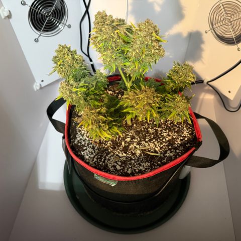 A-AAK47 growlog photo: D85
