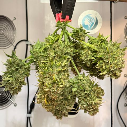 A-AAK47 growlog photo: D85
