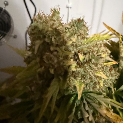 A-AAK47 growlog photo: D85