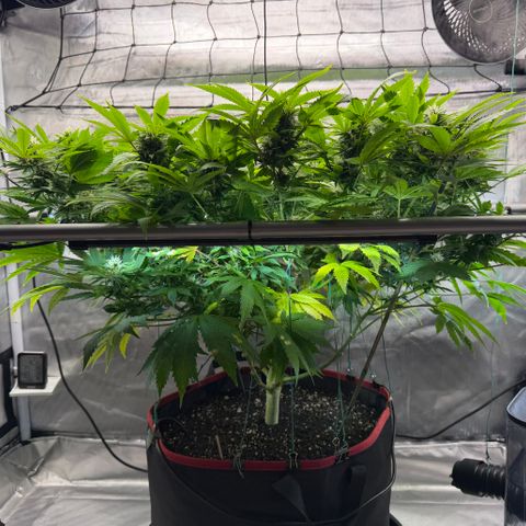 T-AK47 growlog photo: D85