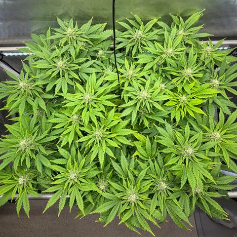 T-AK47 growlog photo: D85
