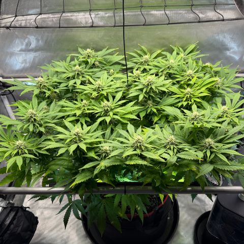 T-AK47 growlog photo: D85