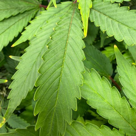 T-AK47 growlog timeline photo