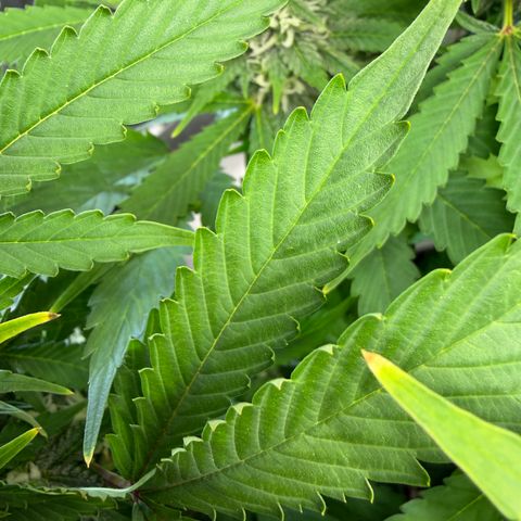 T-AK47 growlog timeline photo