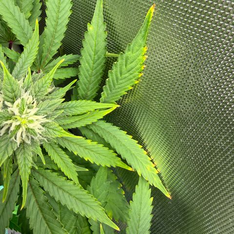 T-AK47 growlog timeline photo