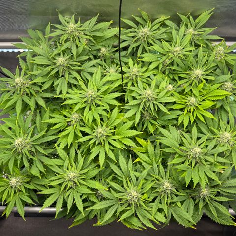 T-AK47 growlog timeline photo
