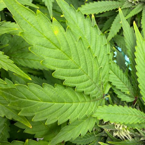 T-AK47 growlog timeline photo
