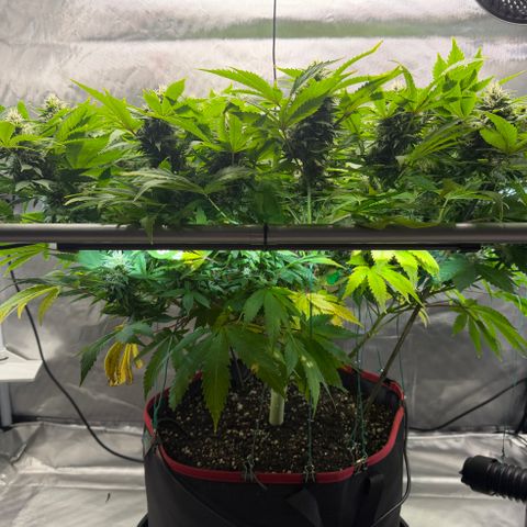 T-AK47 growlog photo: D92