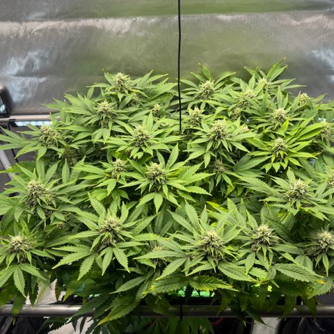 T-AK47 growlog photo: D92