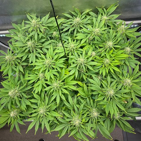 T-AK47 growlog photo: D92