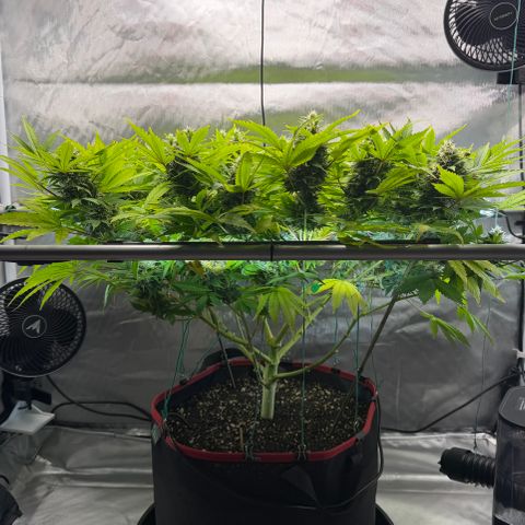 T-AK47 growlog photo: D99