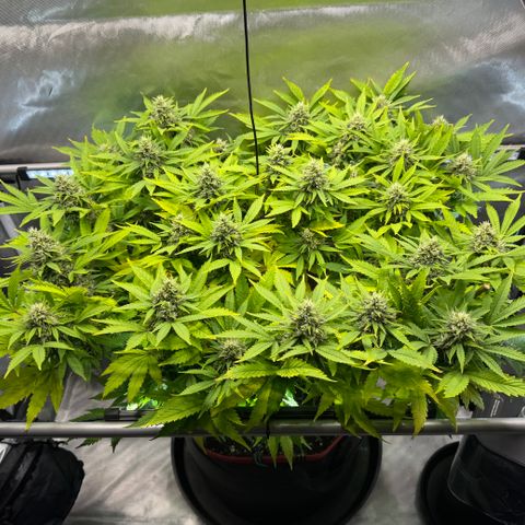 T-AK47 growlog photo: D99