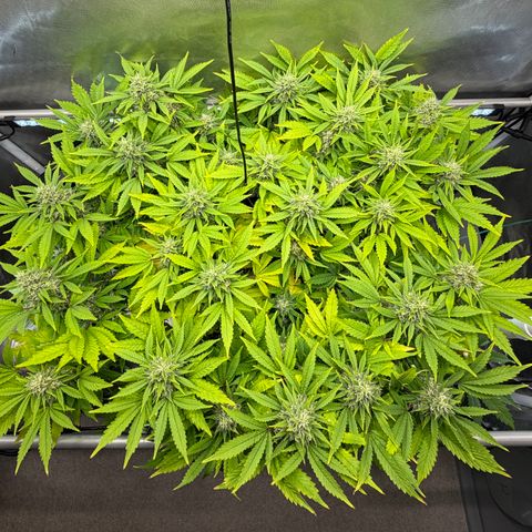 T-AK47 growlog photo: D99