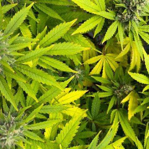 T-AK47 growlog photo: D102