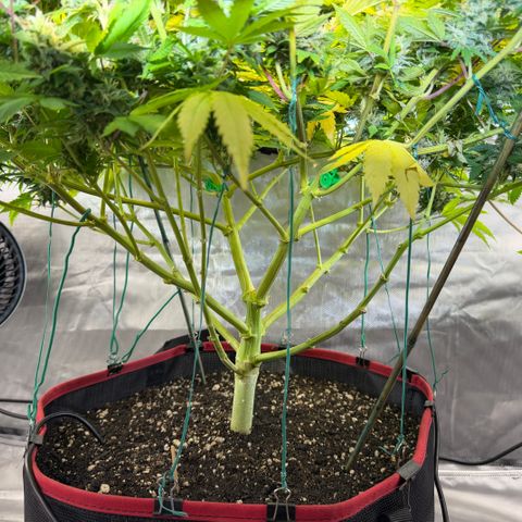 T-AK47 growlog photo: D102