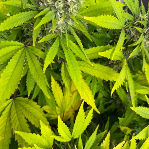 T-AK47 growlog photo: D102