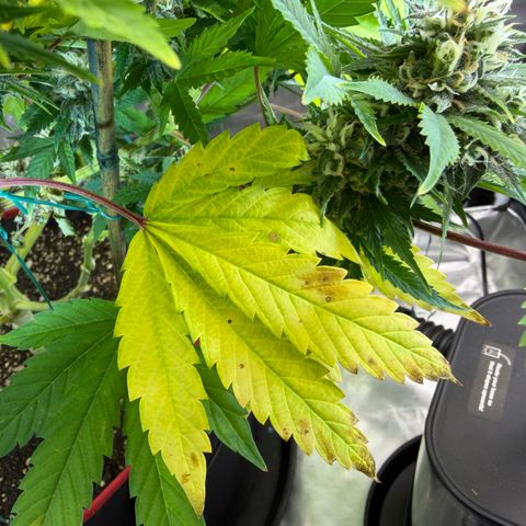 T-AK47 growlog photo: D102