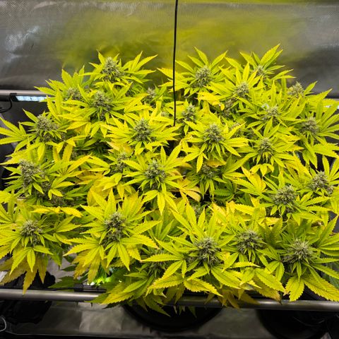 T-AK47 growlog photo: D105